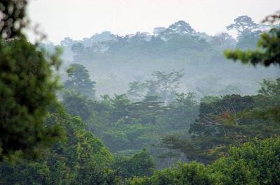 gallery/497px-Forests_and_Woodlands,_Ashanti_region,_South_Ghana